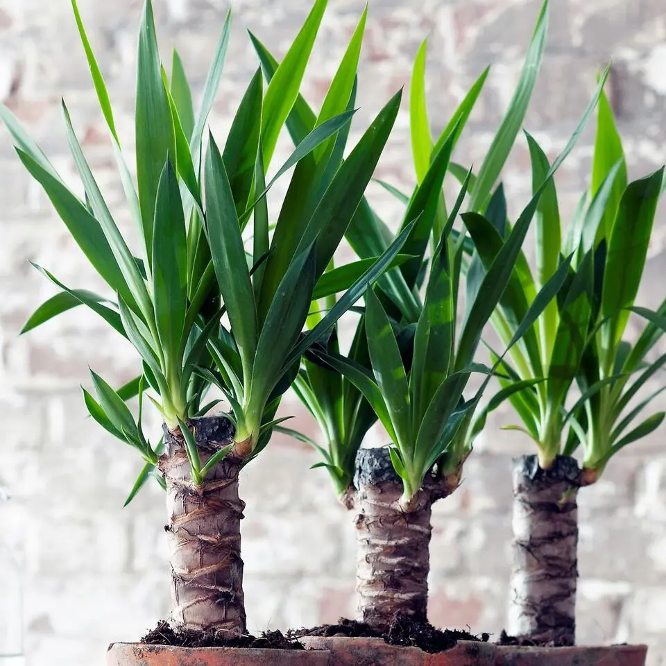 Palmlelie - Yucca elephantipes - Hoogte 50-60cm - ⌀14cm