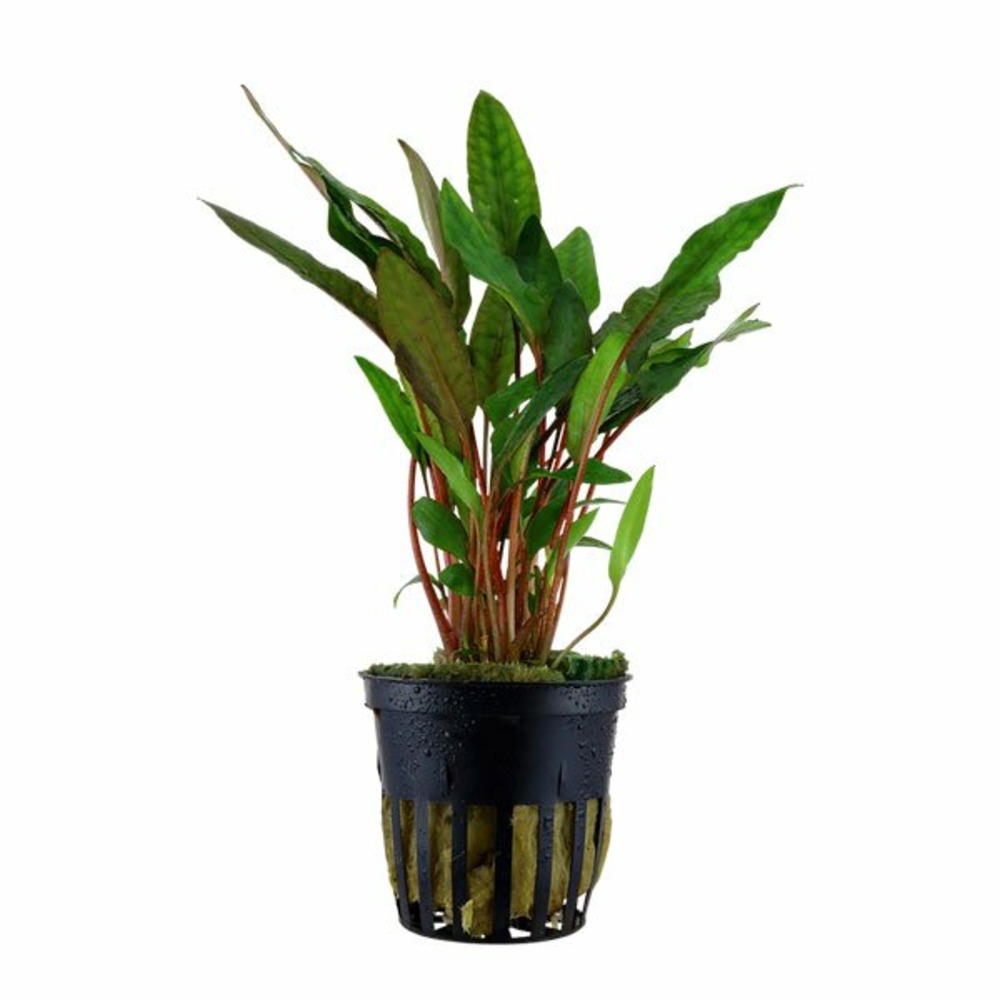 Cryptocoryne beckettii 'petchii'