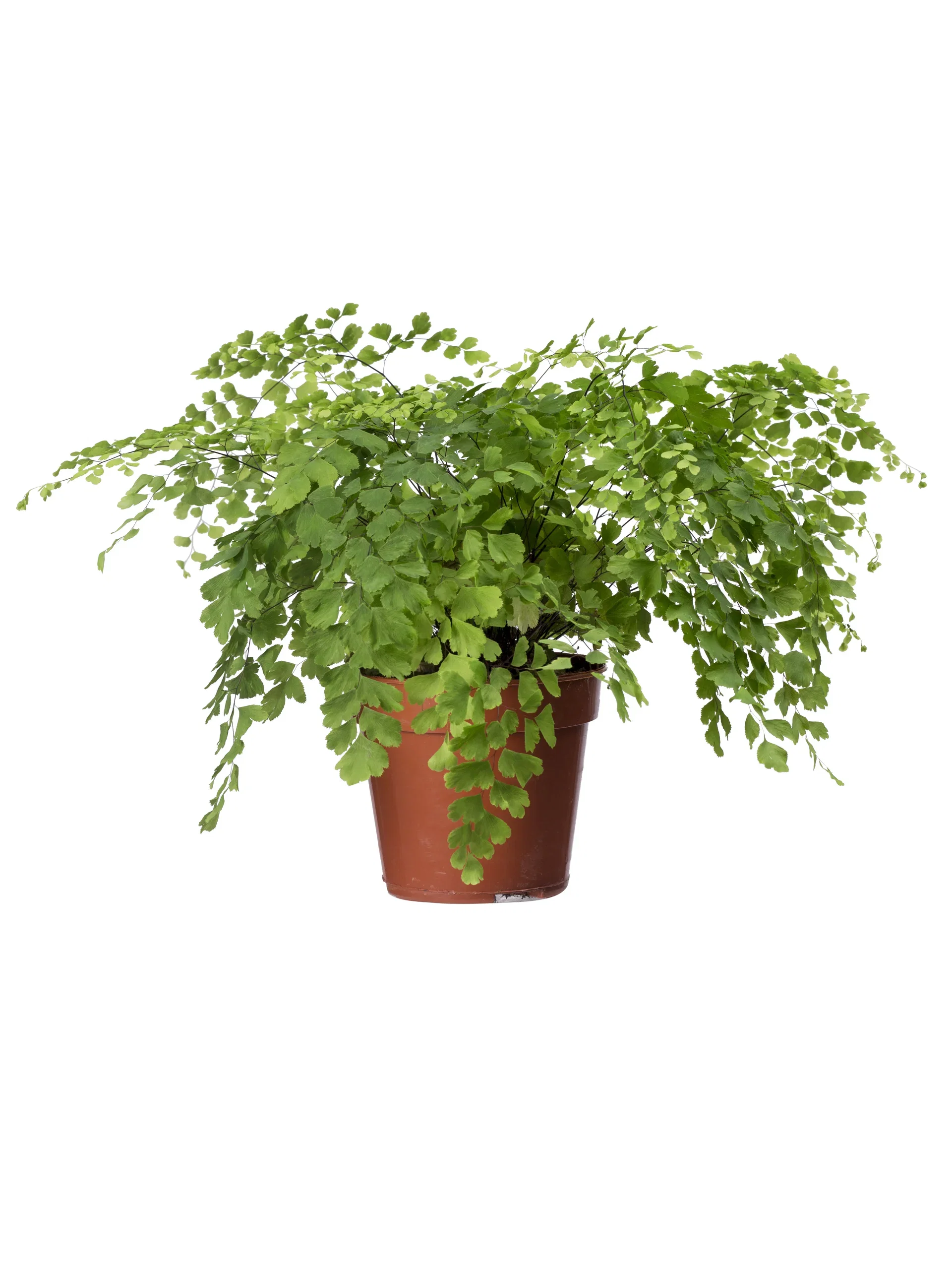 Adiantum raddianum 'Fritz Lüthi' Venushår Høyde 25 cm