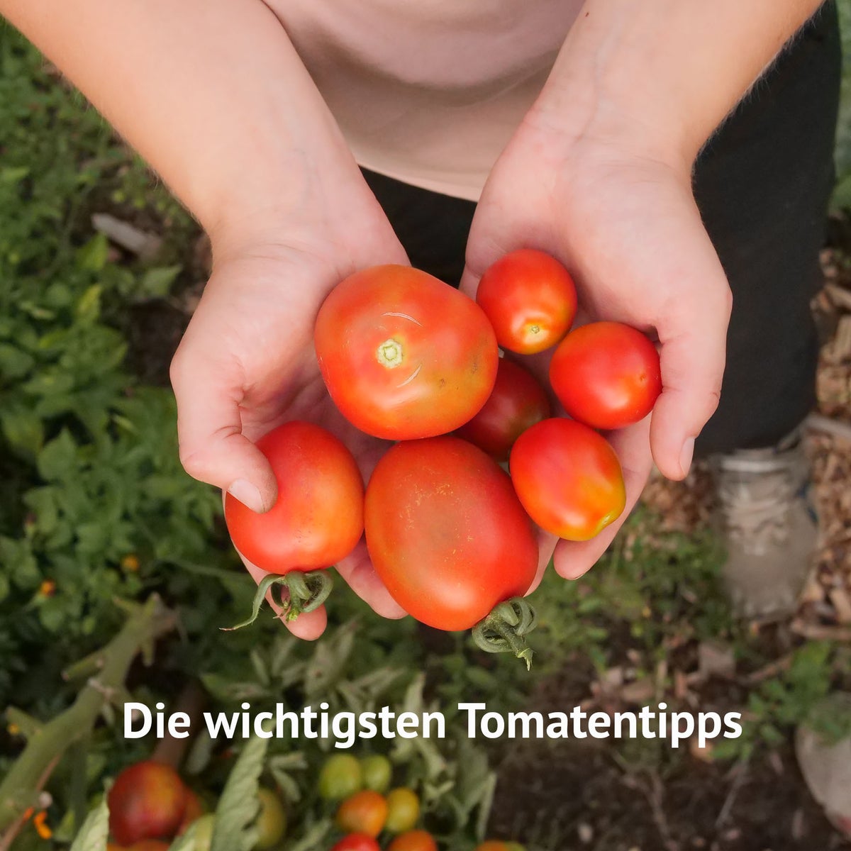 E-book: Hoe je succesvol tomaten kweekt, digitaal perkplan, beplantingsplan, instructies, zelfredzaamheid, tomatenteelt van zaad tot oogst
