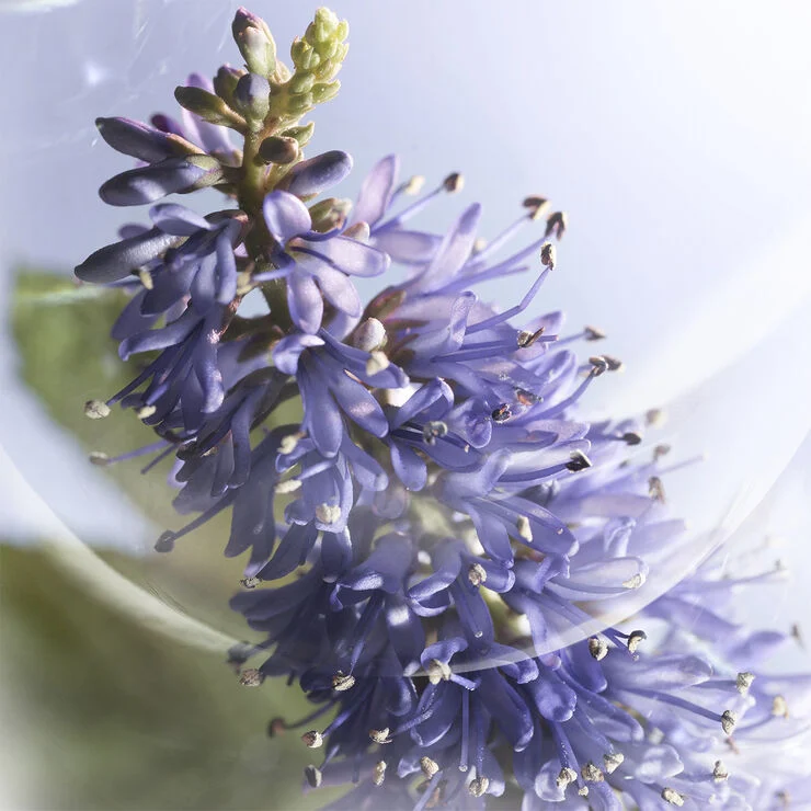 Lancôme Lancôme La vie est Belle Iris Absolu Eau de Parfum