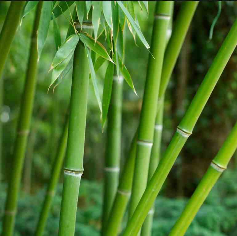 Phyllostachys bissetii taille pot de 2 litres ? 40/60 cm