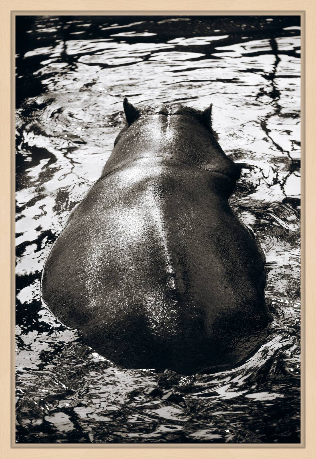 Hippopotamus by Henry Horenstein - Open Edition.