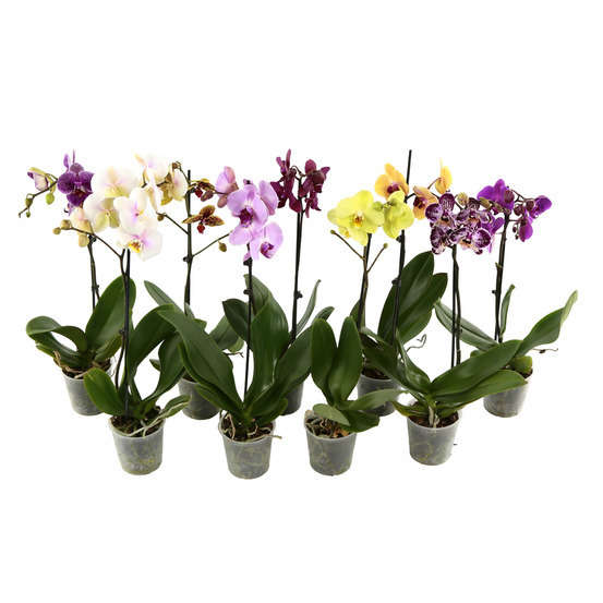Orchidée Phalaenopsis 1 tige - pot D.12 cm