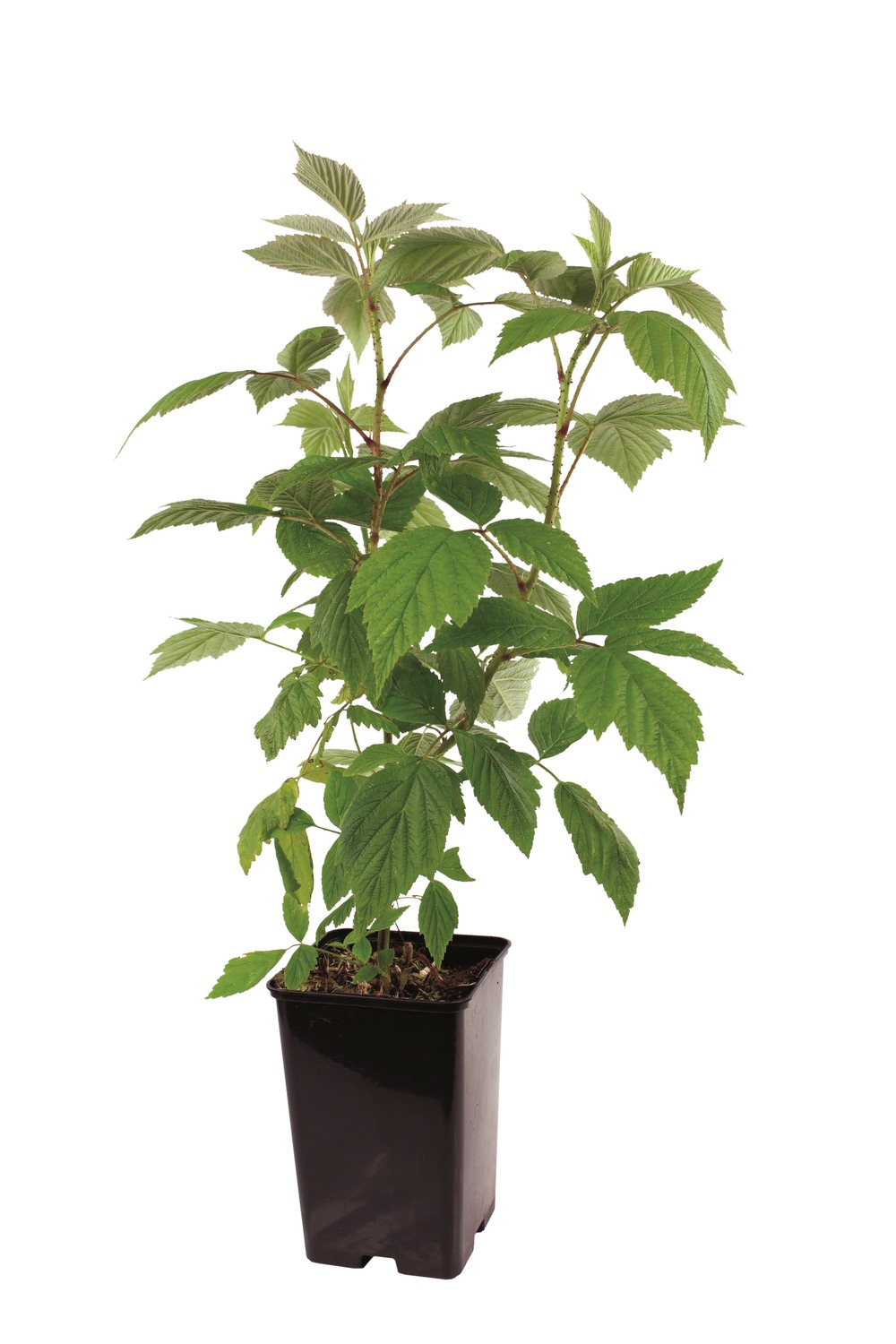 Plant de framboisier remontant paris pot 1,3 l