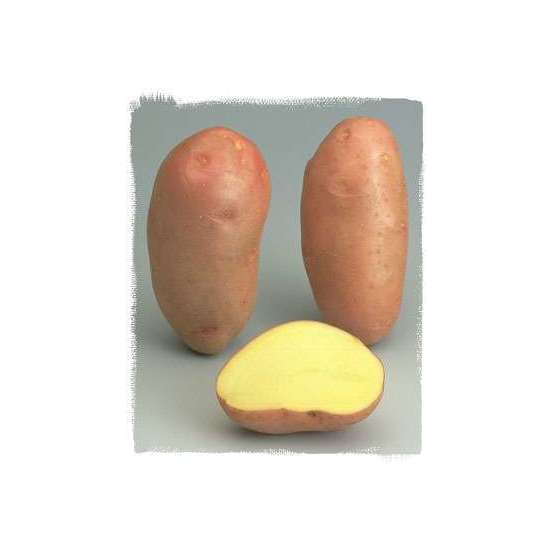 Plants de pommes de terre 'Rosabelle' en sac - 3 kg