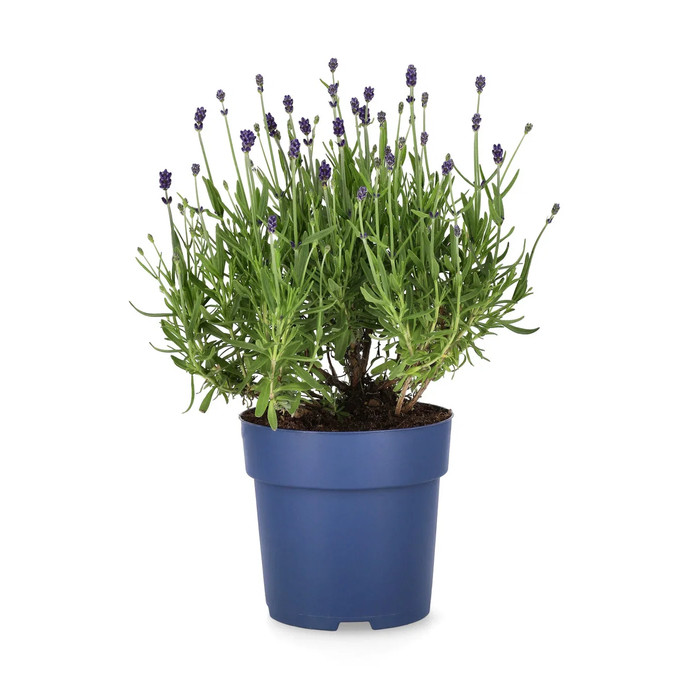 Lavandula angustifolia 'Felice' Lavendel 'Felice' Ø15 cm