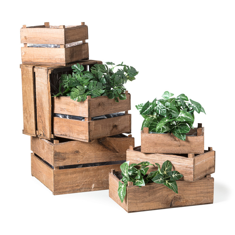 Planten slinger Monstera - 260 cm