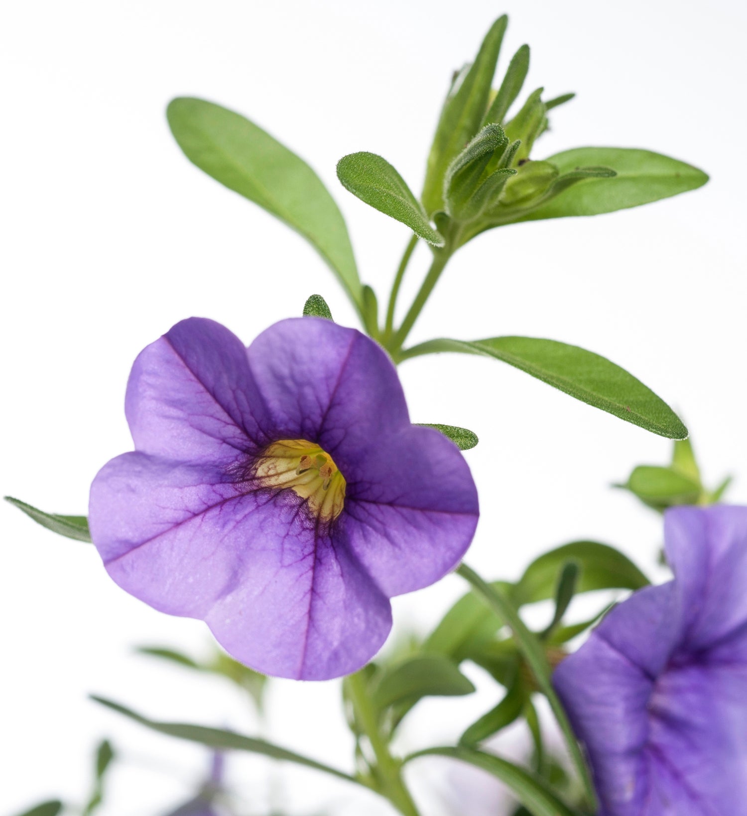Minipetunia (Calibrachoa) D 12 H 10 cm