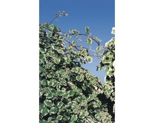 FloraSelf Wierook (Plectranthus fruticosus) pot Ø 10,5 cm, Moth King, ook effectief tegen voorraadmotten