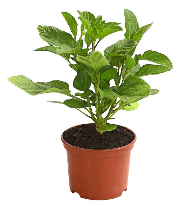 Melonenbirne