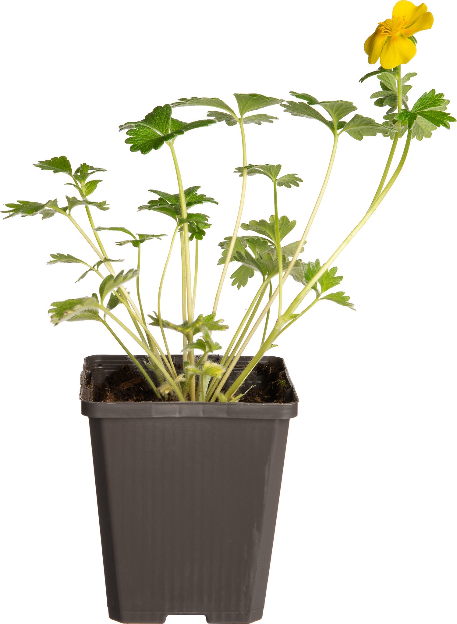 Ganzerik (Potentilla aurea 'Senior') D 9 H 15 cm