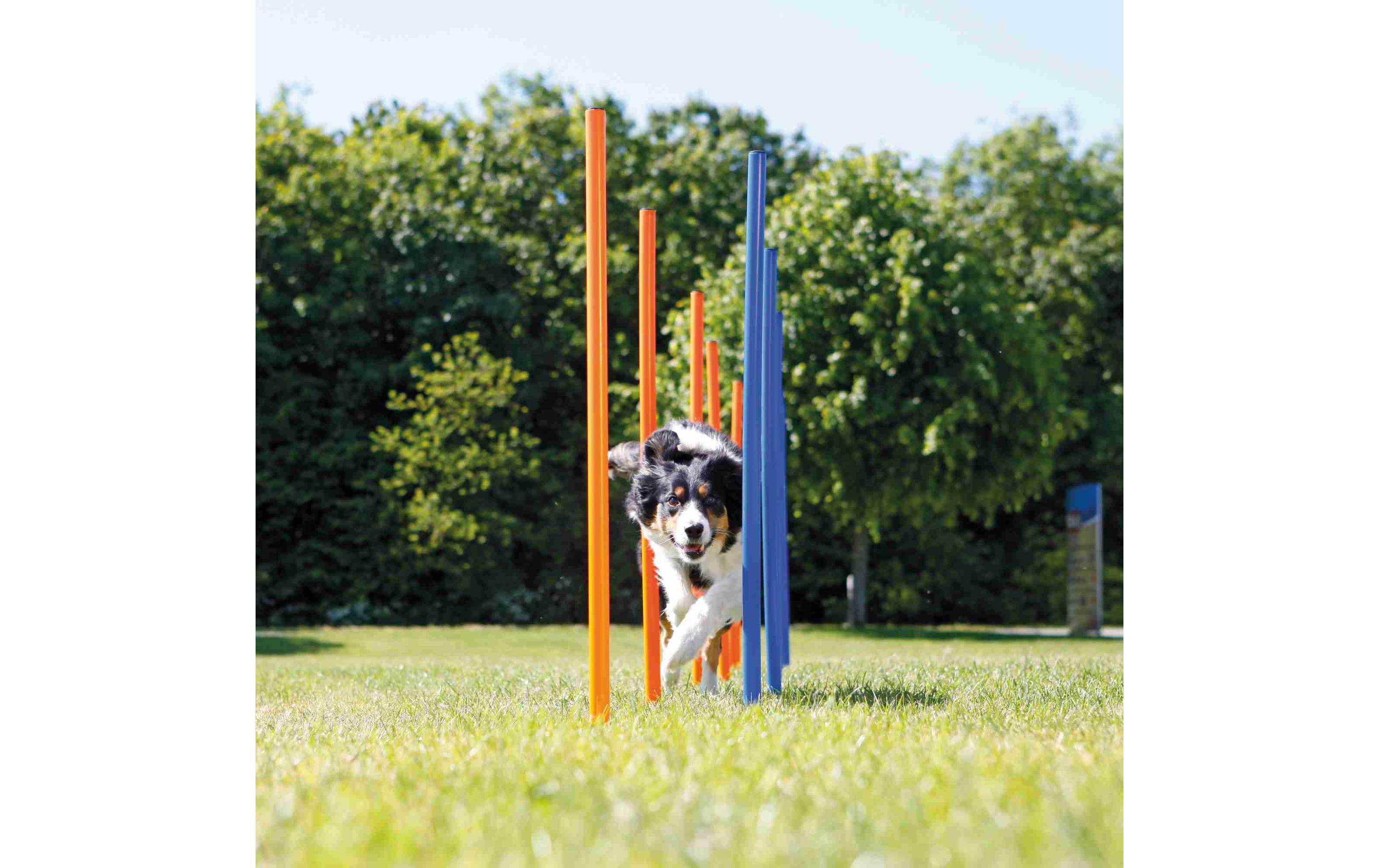Agility Slalom Dog Activity Set, 12 StangenAgility-Zubehör