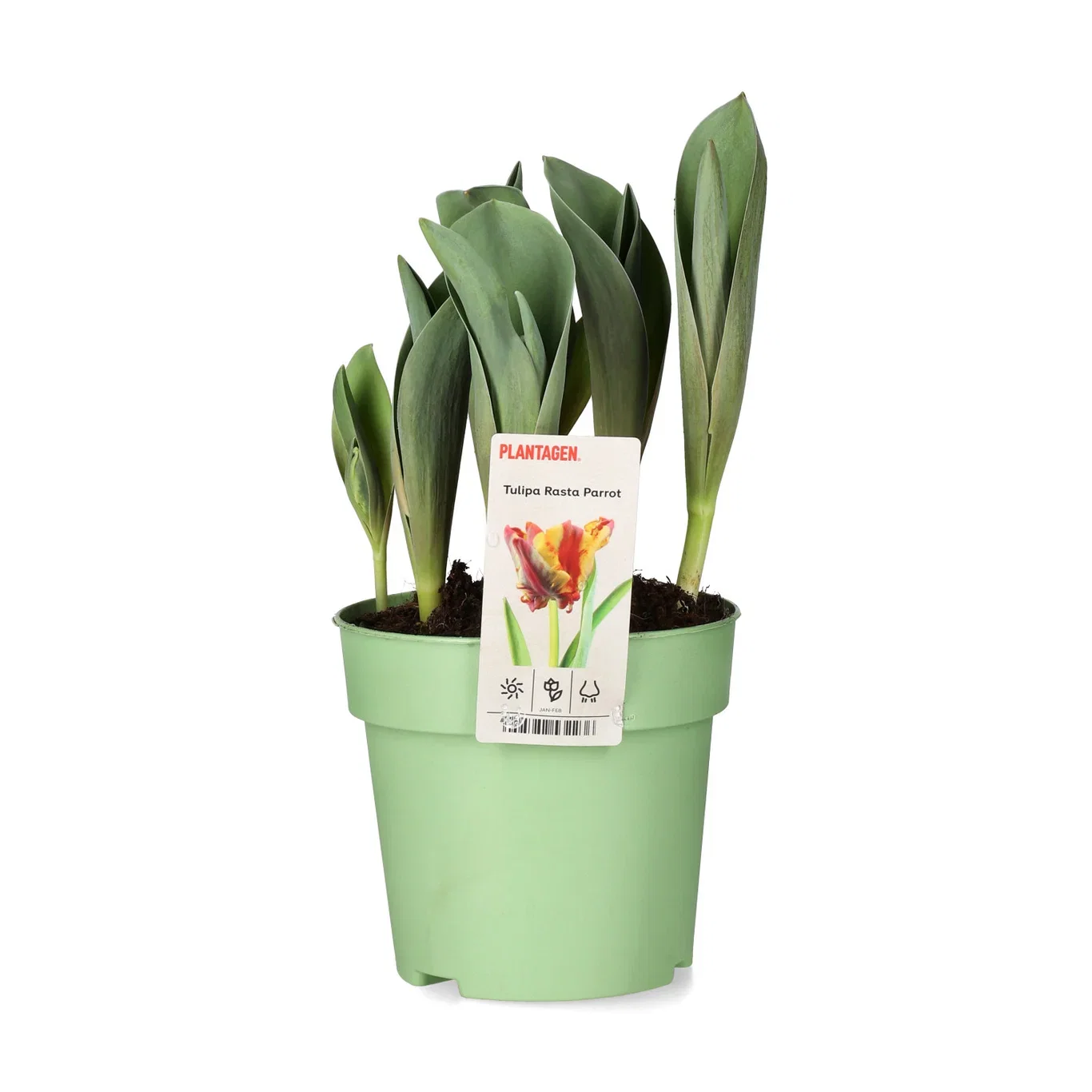 Tulipa gesneriana (Papegoj) 'Rasta Parrot' Tulipan 'Rasta Parrot' Ø12 cm
