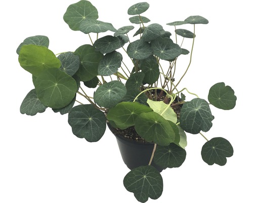 Biologische Oost-Indische kers, laagblijvende variëteit, FloraSelf Bio Tropaeolum minus, pot Ø 12 cm