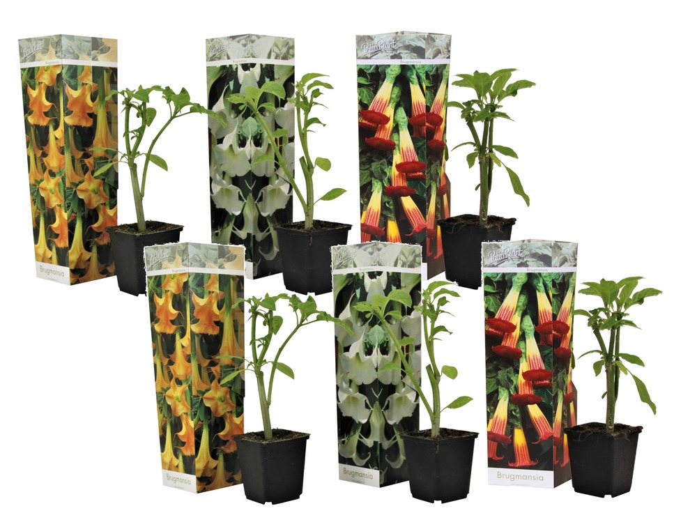 Brugmansia - mélange de 6 - fleurs de jardin - pot 9cm - hauteur 25-40cm