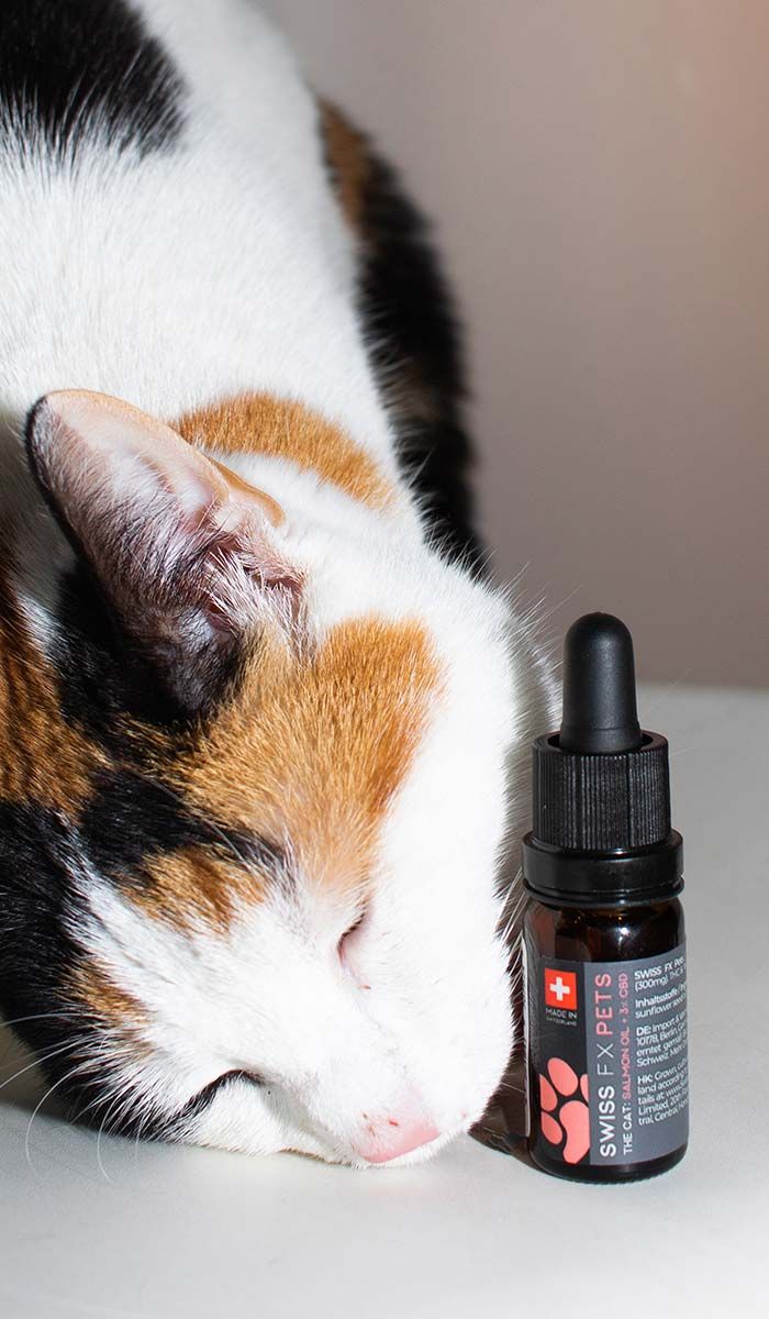 Óleo de CBD para Gatos 3% Salmão