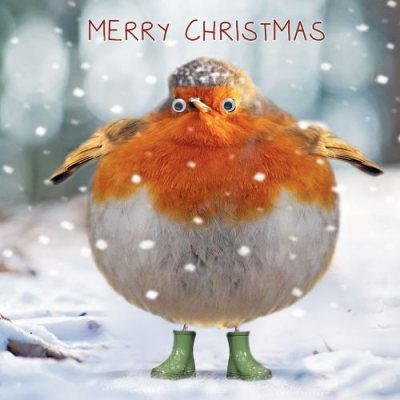 Robin in Wellies