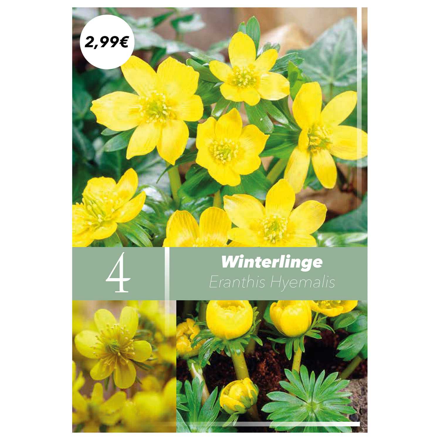 Blumenzwiebeln Frühlingsboten Herbst 9fach