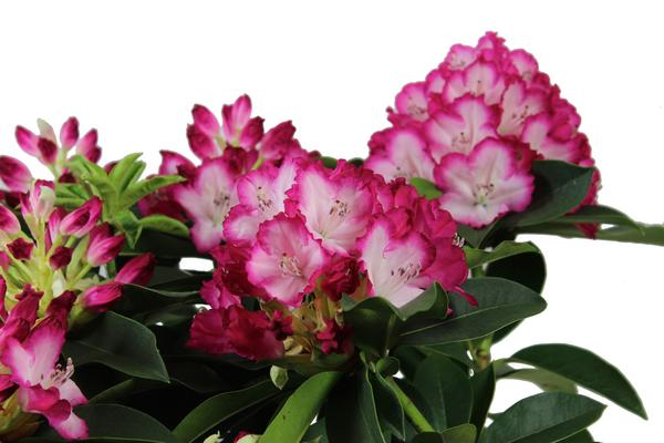 Rhododendron 'Mega'