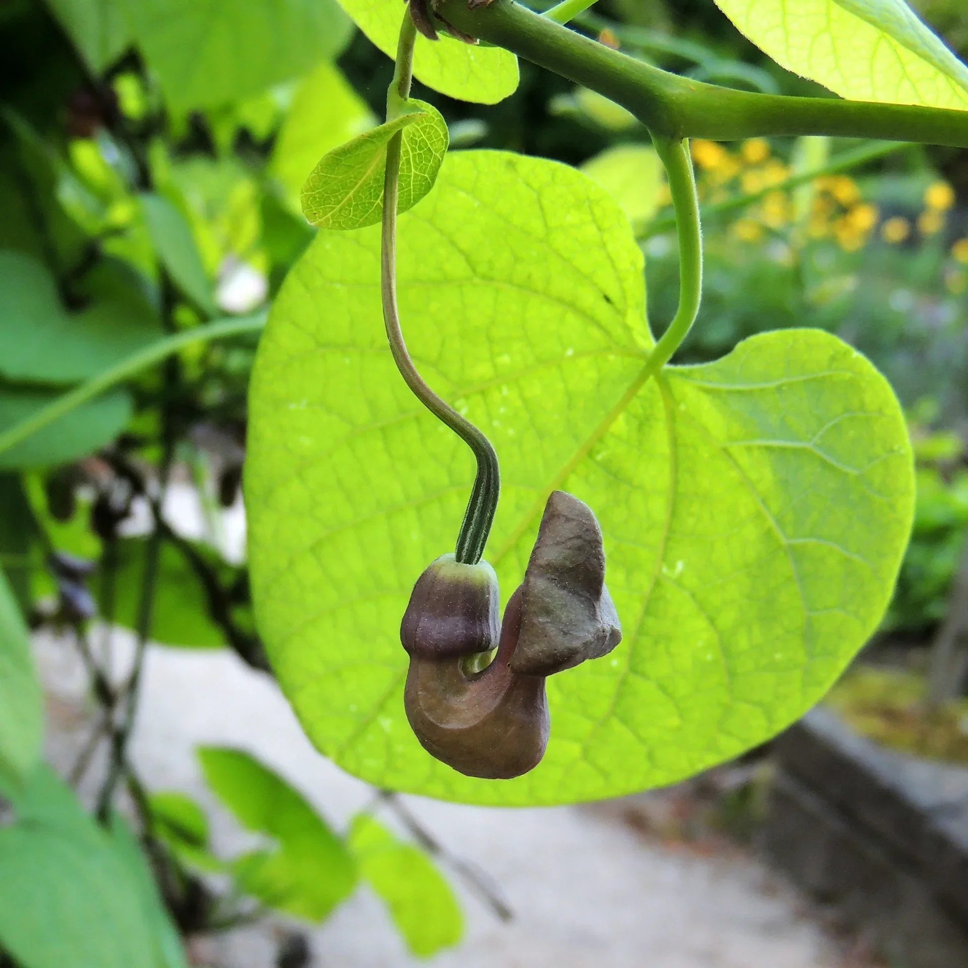 Aristolochia macrophylla Pipeholurt Ø15 cm