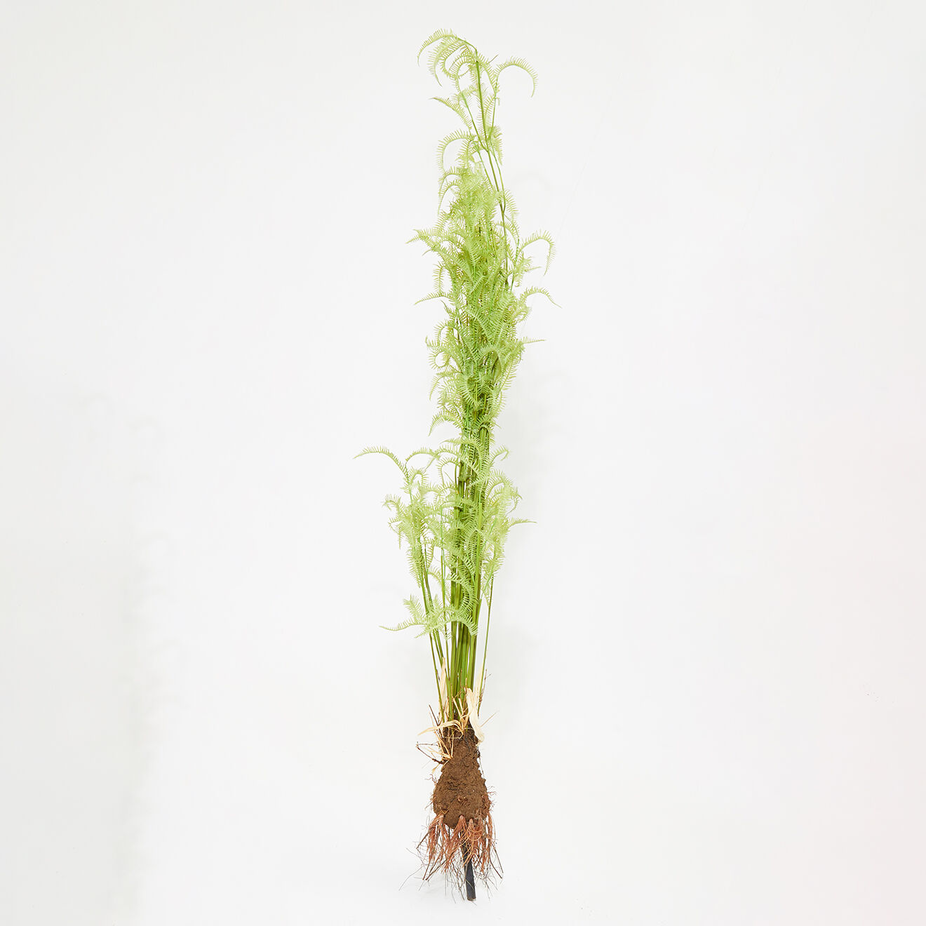 Pomax Fougère Fern verte - D.30xH.215 cm