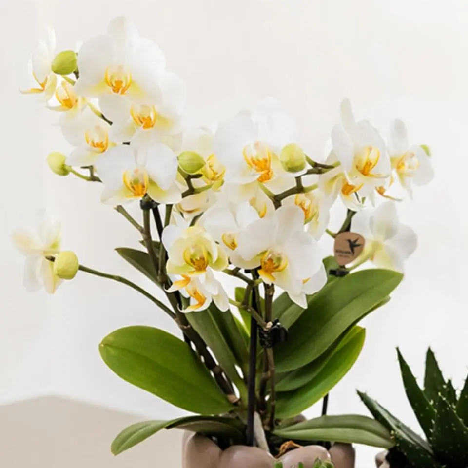 Cadeauset orchidee 'White Tray XL' - Phalaenopsis - Hoogte 35cm