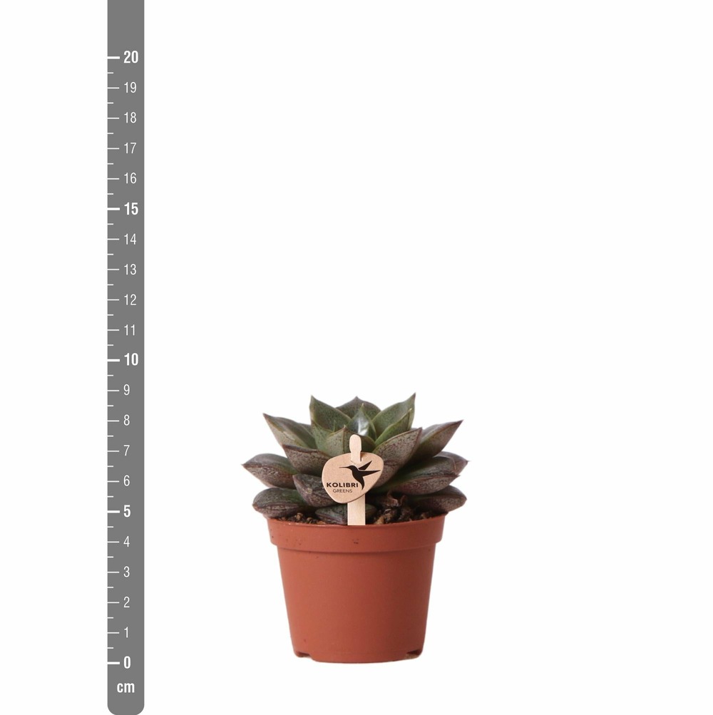 Echeveria purpusorum - h9cm, ø6cm - plante d'intérieur