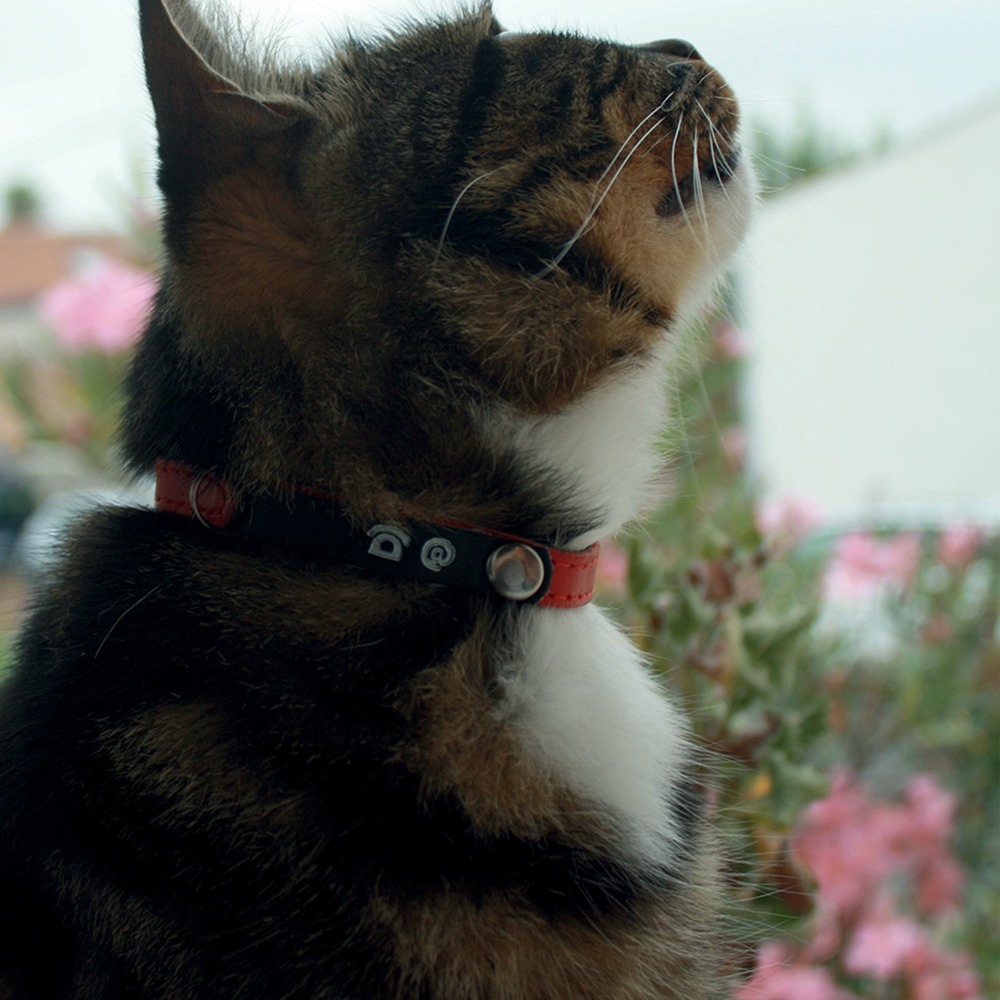 Collier en cuir porte adresse chat : rouge