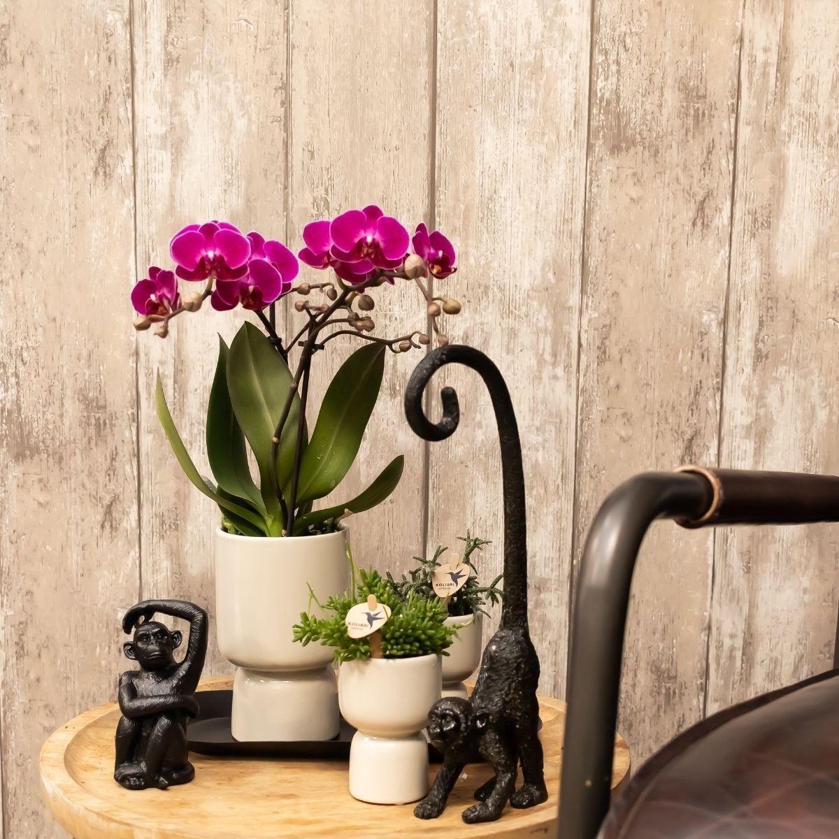 Plante d'intérieur - orchidée violette et son cache-pot gris - h40cm, ø9cm - plante d'intérieur 35cm