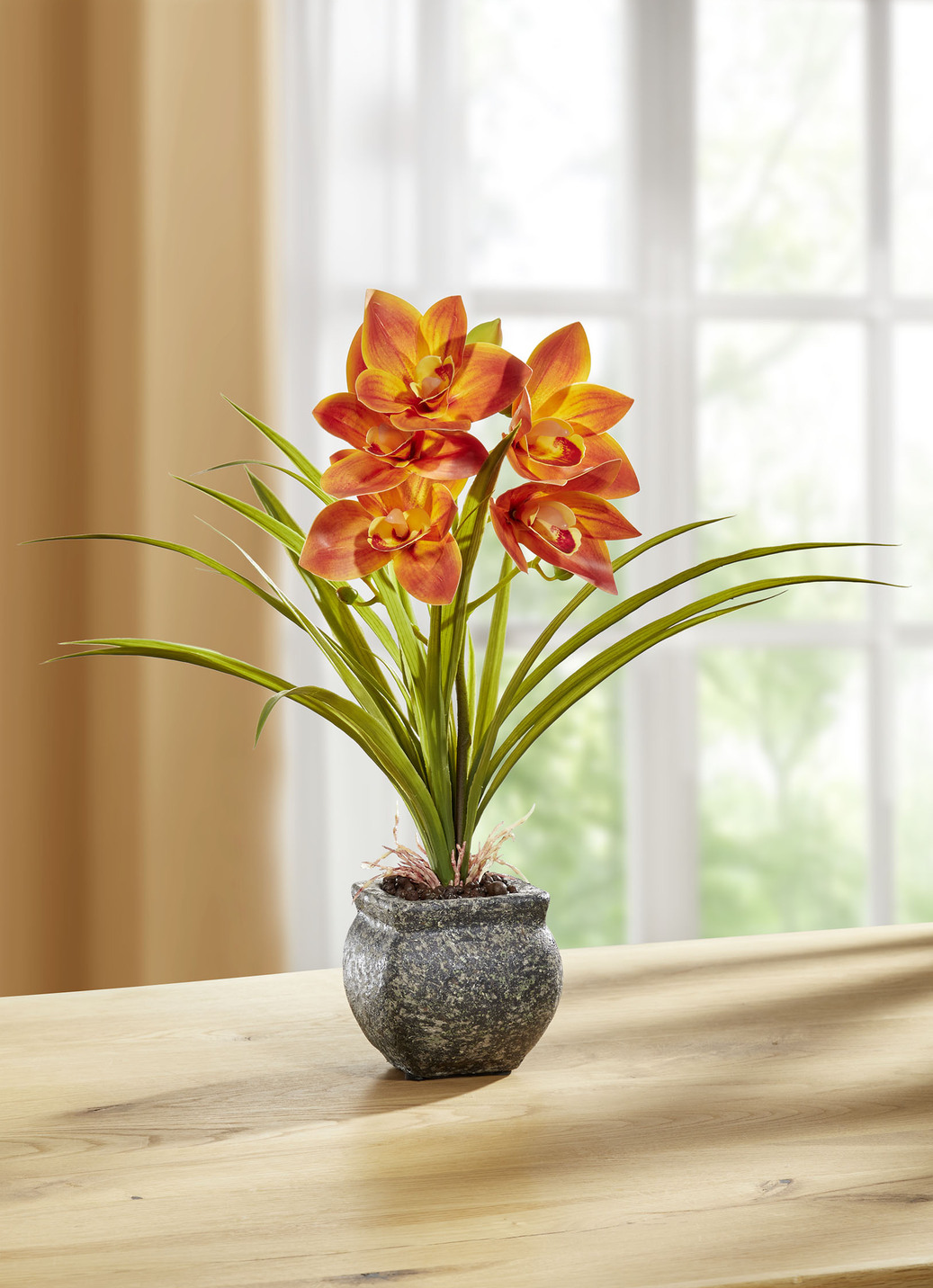 Cymbidium-Orchidee im Zementtopf