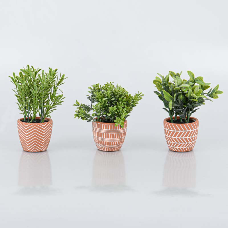Herbes en pot