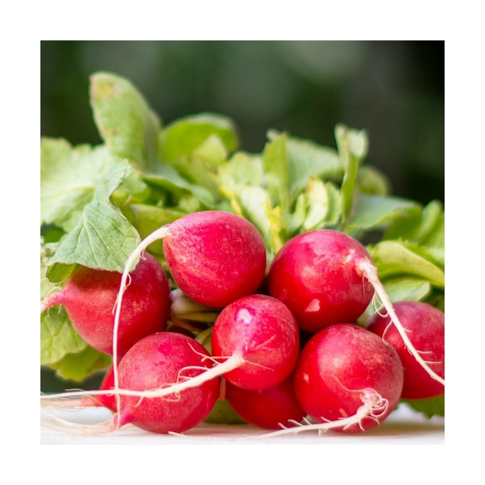 Graines de radis rond écarlate/raphanus sativus rond écarlate[-]présemée