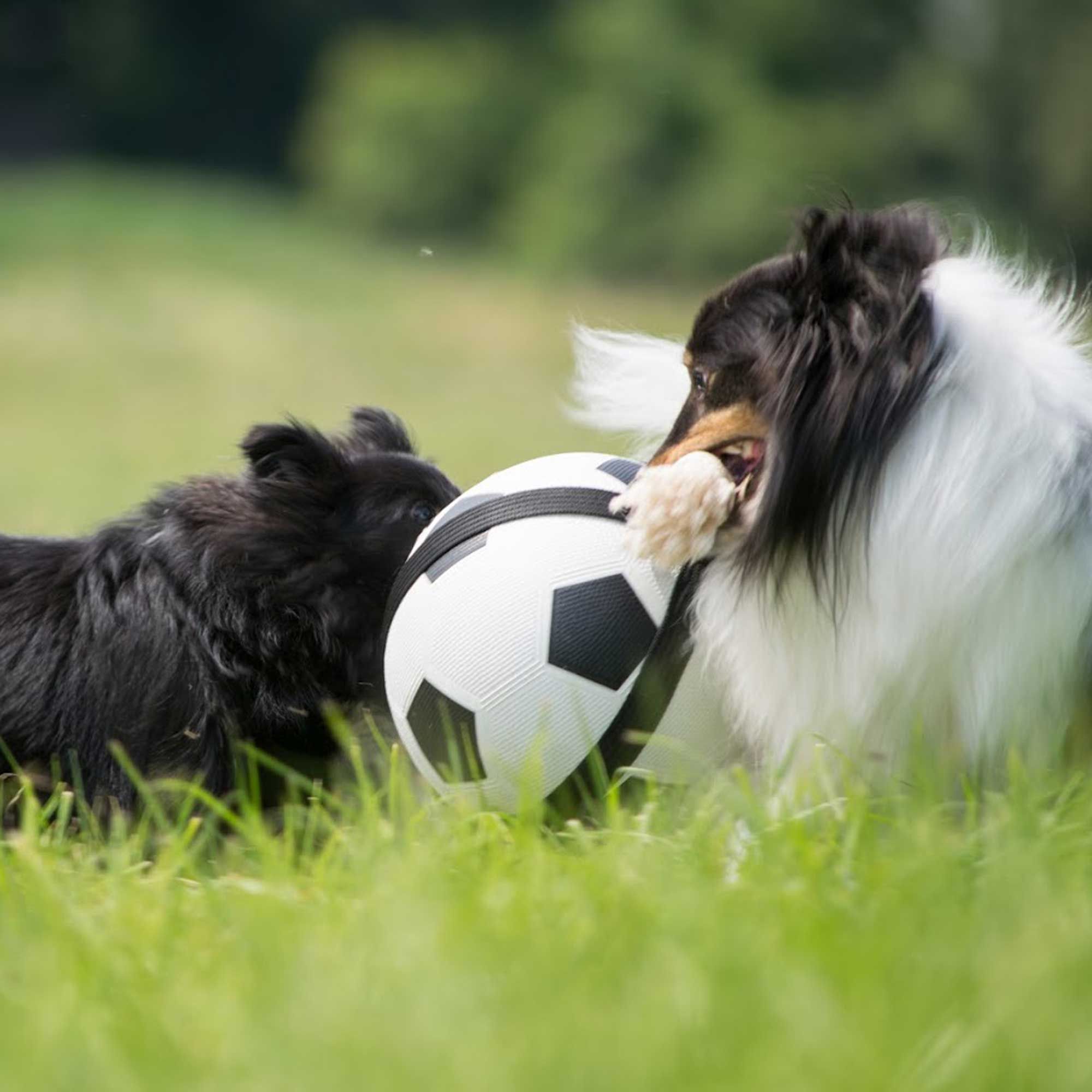 Hunde Fussball mit Griffseilen - Hundeball