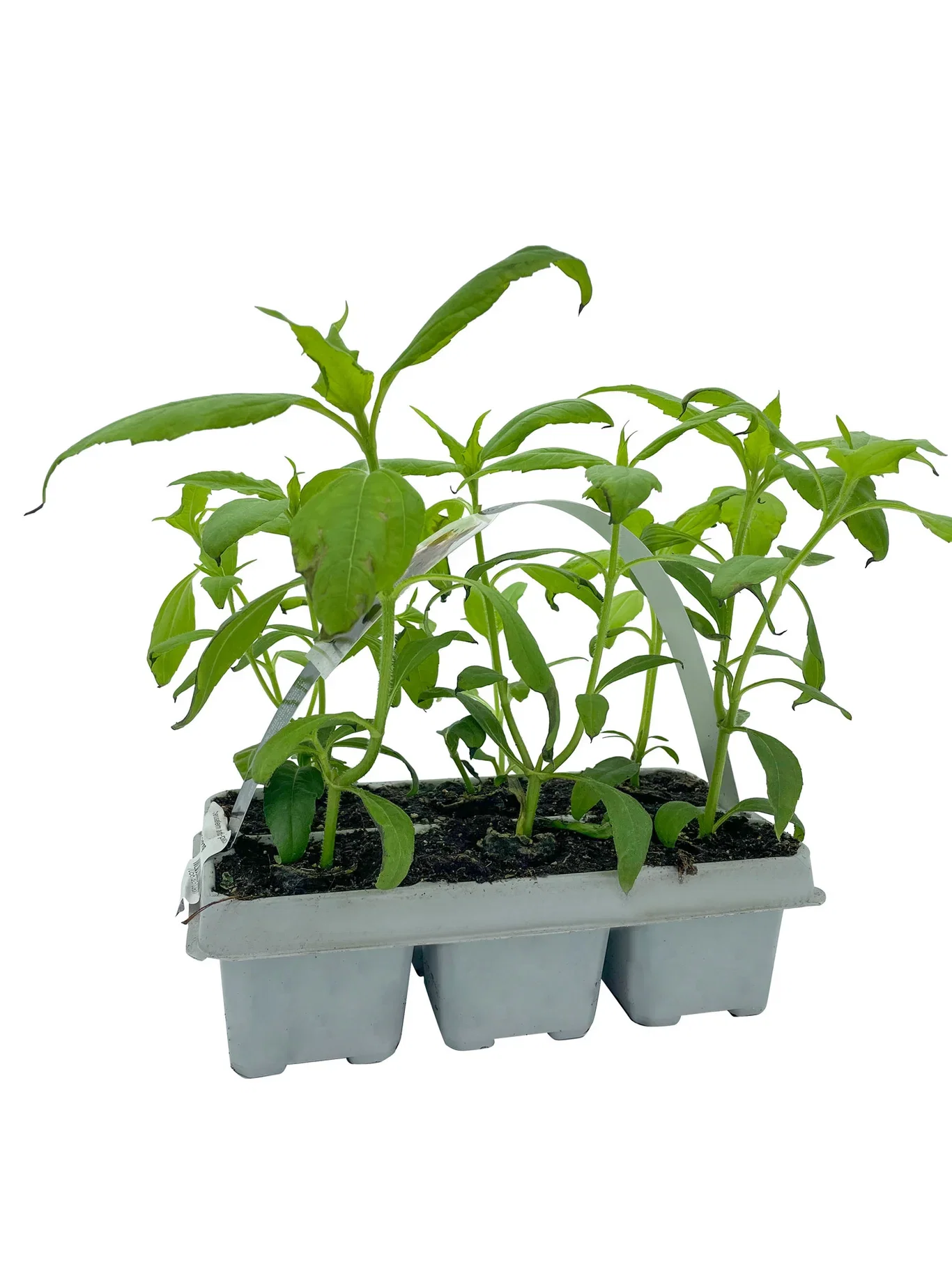 Helianthus tuberosus Jordskokk 6 pk