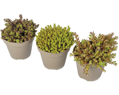 FloraSelf rotstuin vaste planten, 2-5 cm hoog, in een 1 cm pot (willekeurige selectie van soorten)