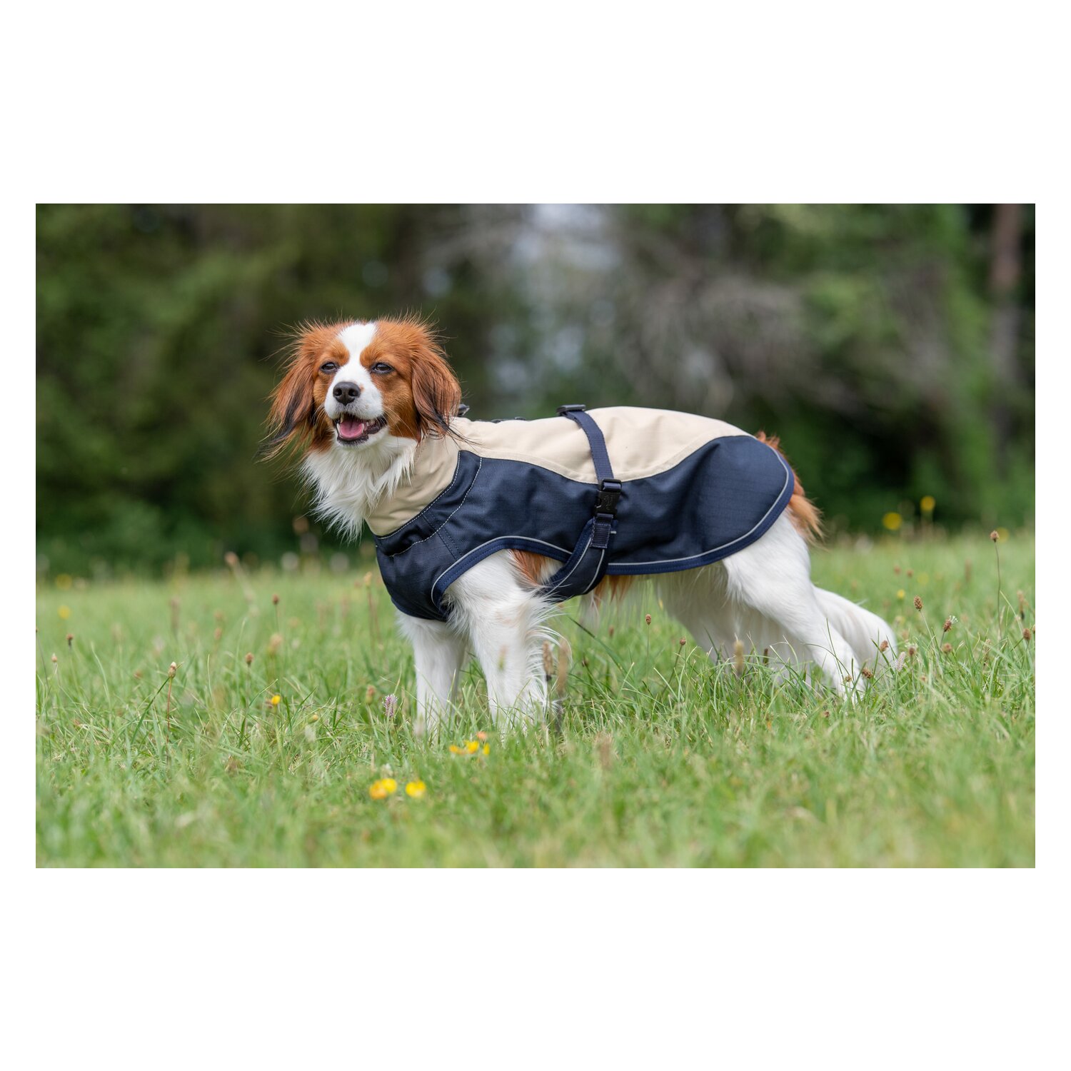 pawberry Hunde-Wintermantel York - blue/cream