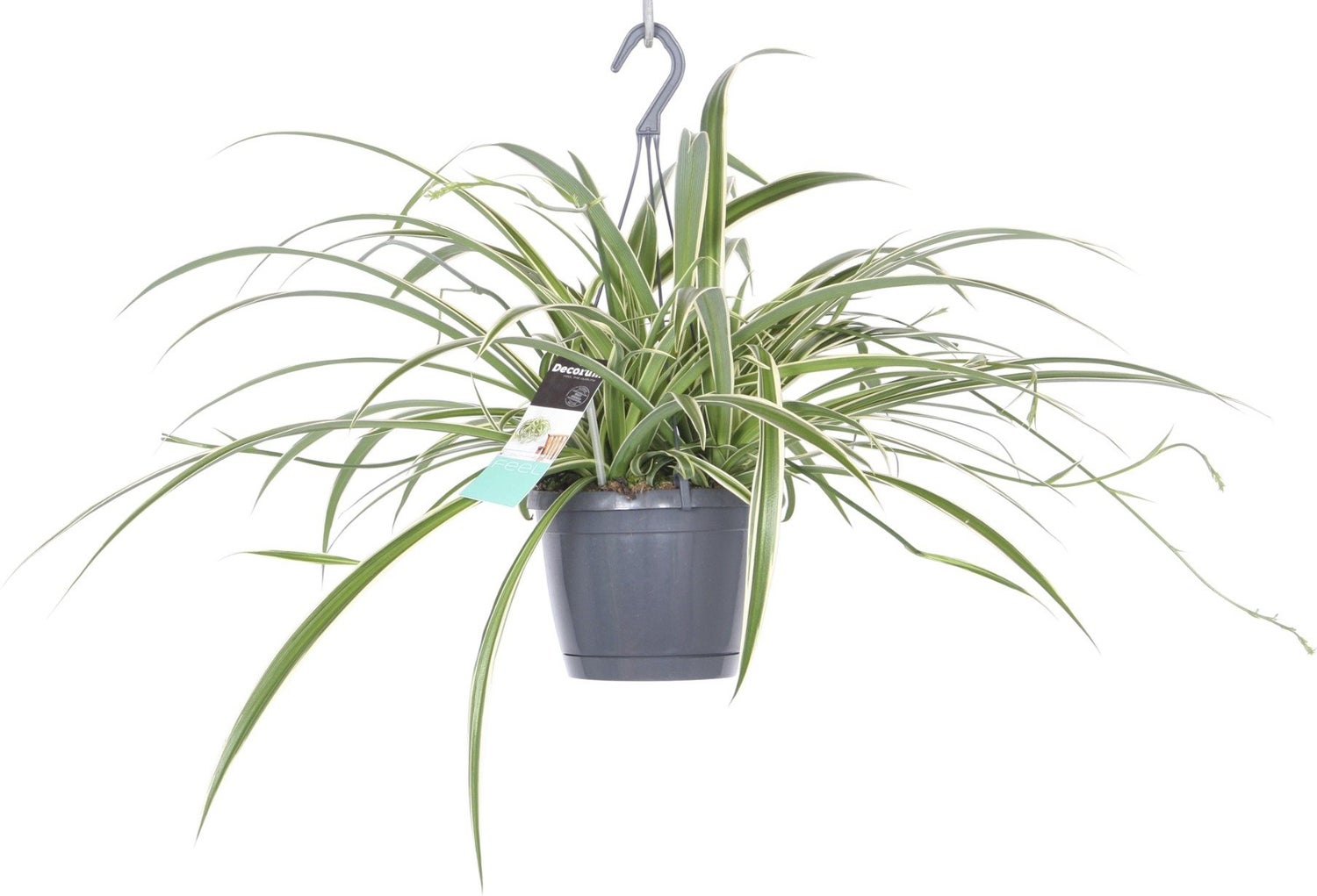 Graslelie in hangpot (Chlorophytum comosum 'Ocean of Laxum') D 17 H 40 cm
