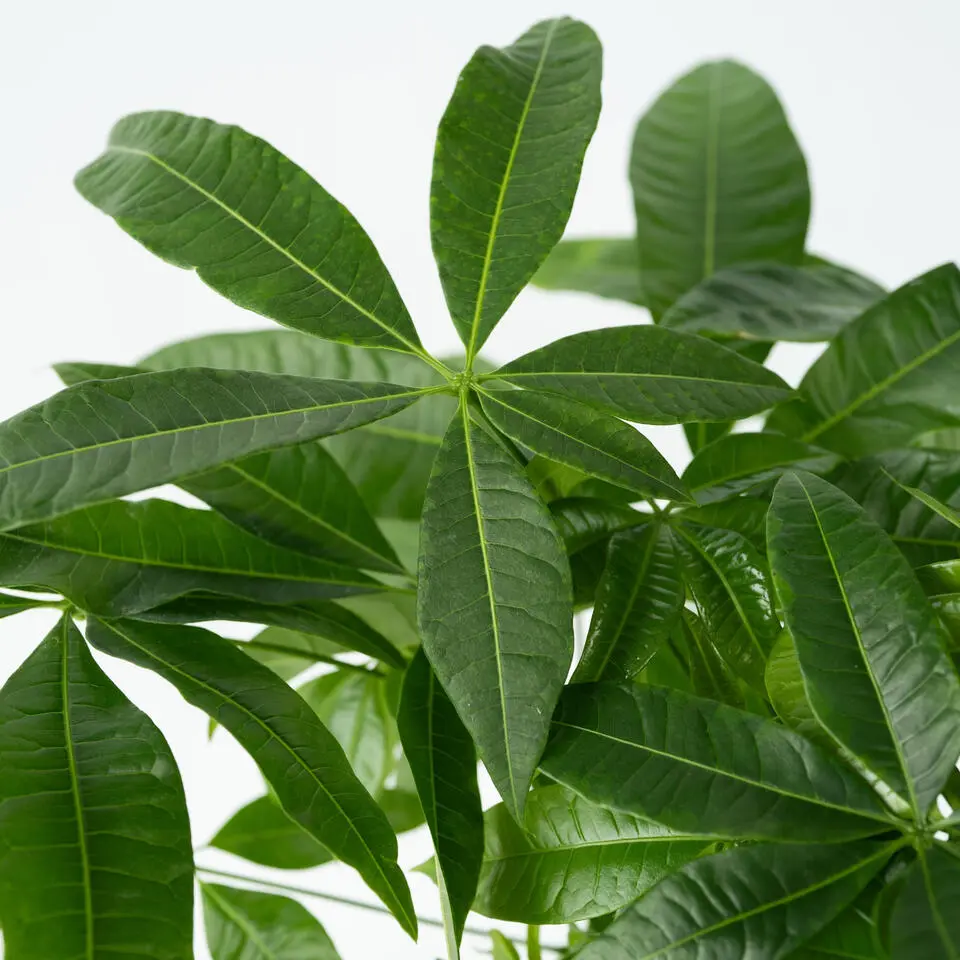 Geldboom - Pachira aquatica - Hoogte 100-120cm - ⌀24cm