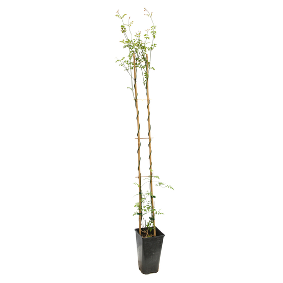 Jasminum officinale 'Affine':conteneur 3 litres
