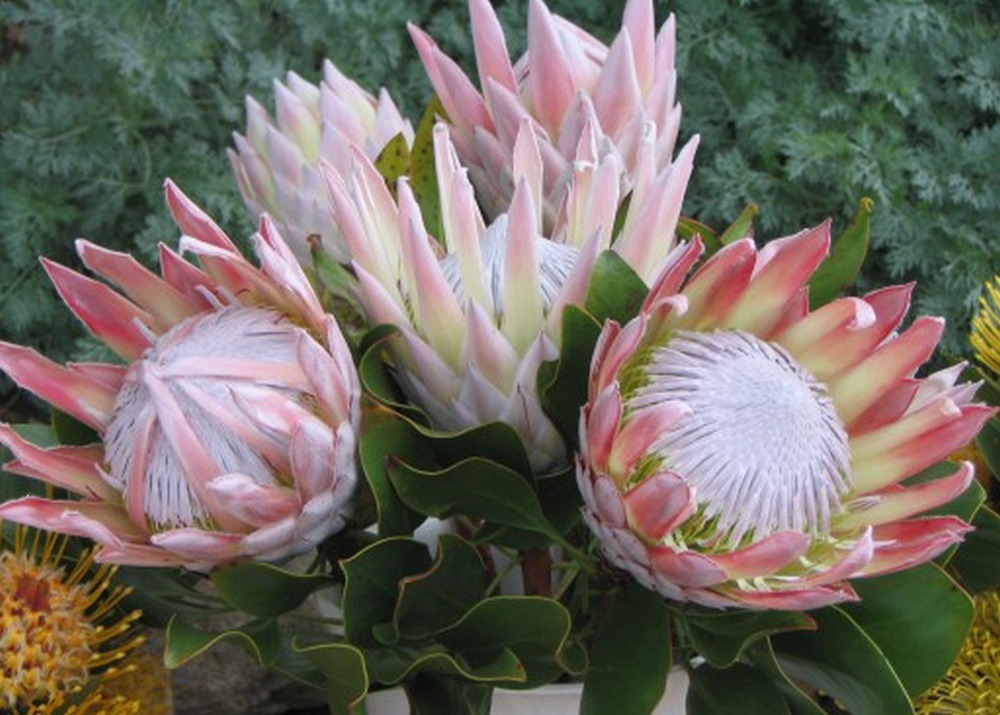 Kit cadeau - protée royale - 5 graines - protea cynaroides