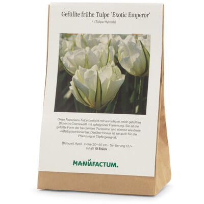 Tulpe 'Exotic Emperor'