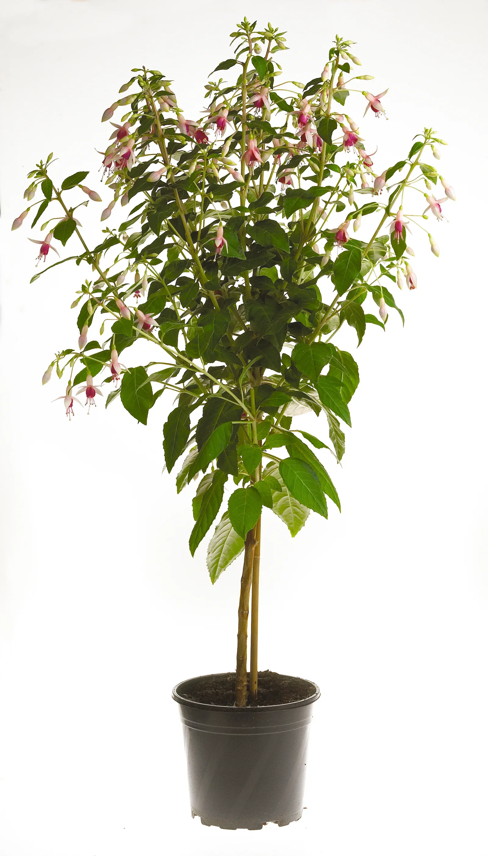 Fuchsia stem 19 cm Tåre Ø19 cm