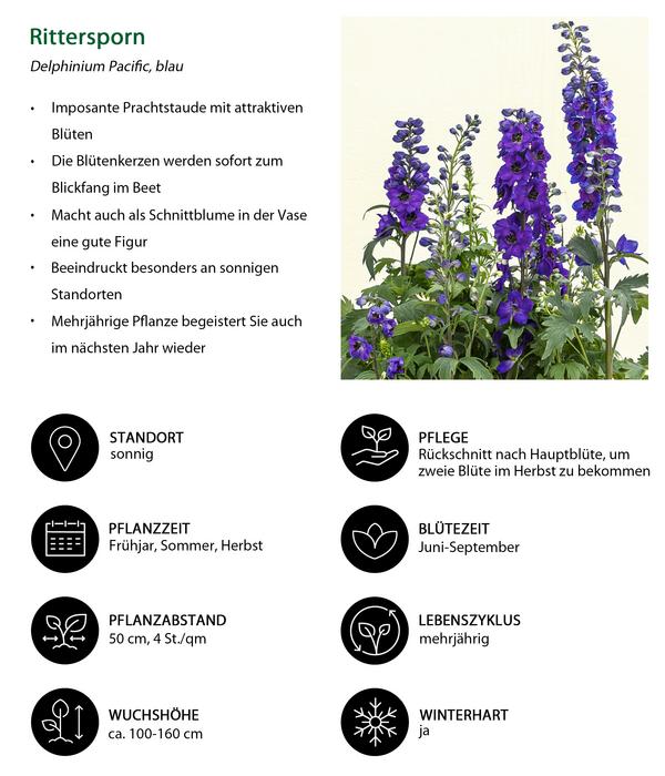 Rittersporn, verschiedene Sorten