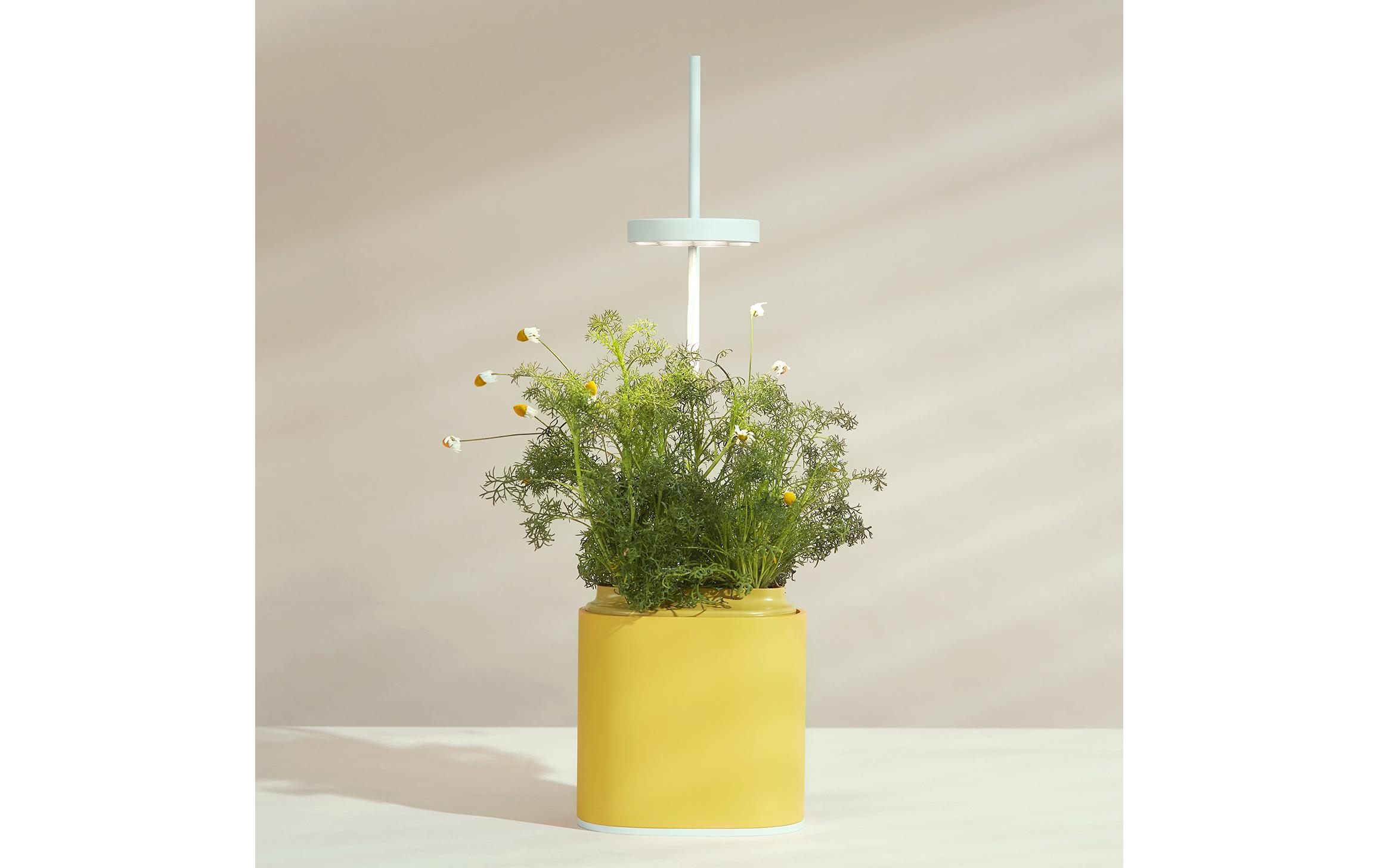 Kräutertopf Nano, Mimosa YellowIntelligentes Pflanzengefäss für Pflanzen und Kräuter