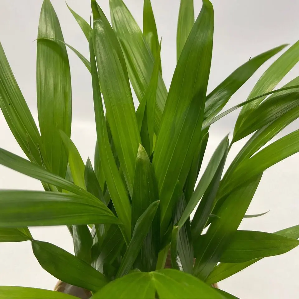 Luchtzuiverende kamerplanten - Set van 5 - Hoogte 25-40cm - ⌀12cm