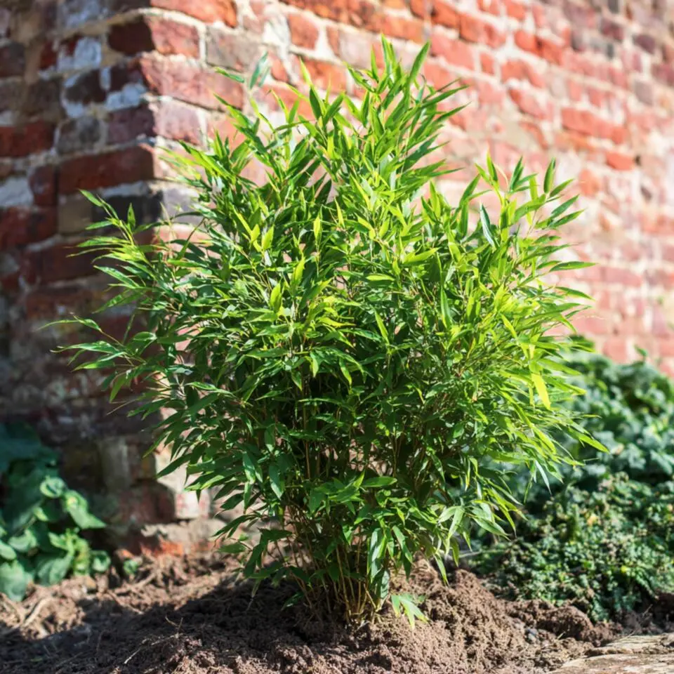 Bamboe - Set van 12 - Fargesia nitida 'Gansu' - Hoogte 50-70cm - ⌀17cm