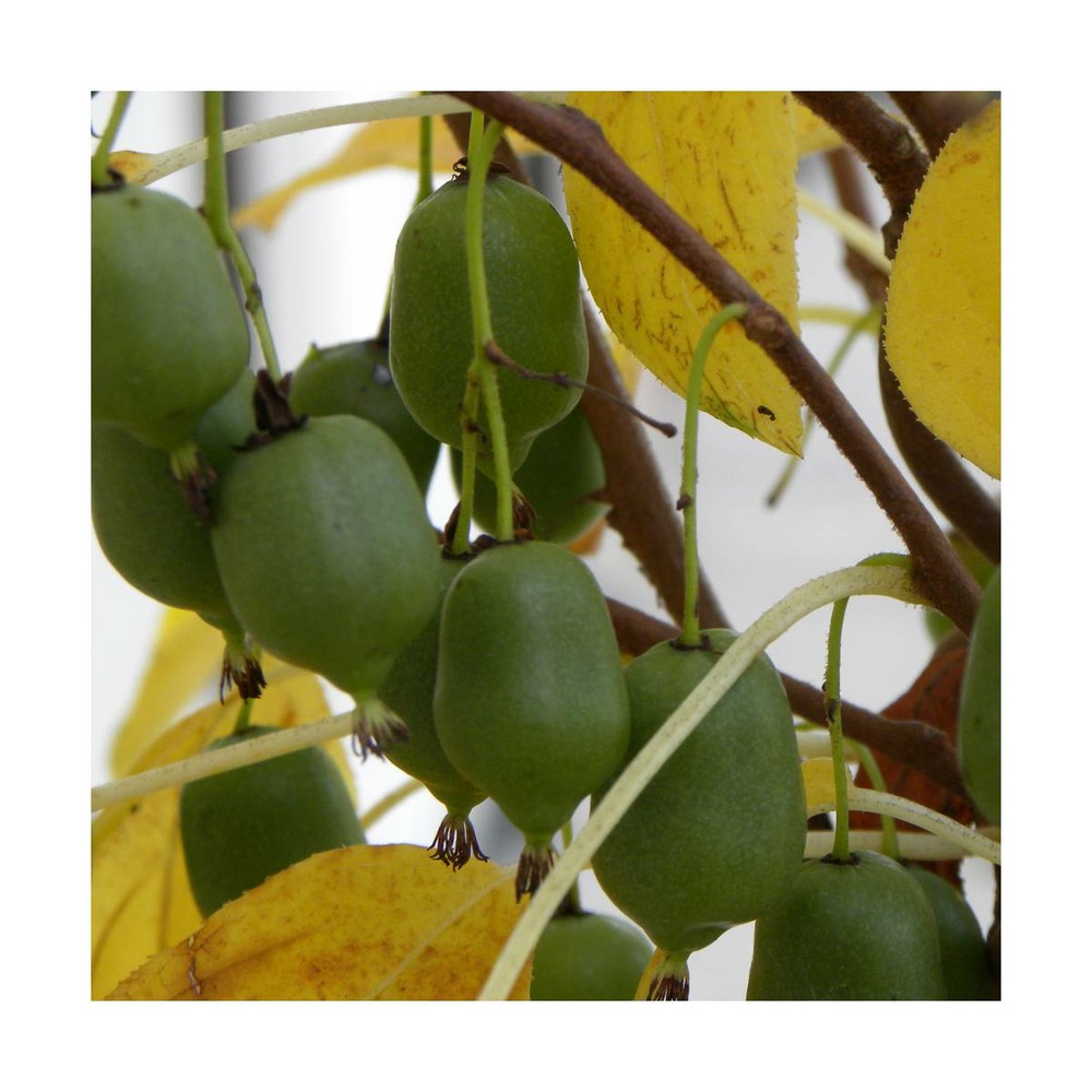 Kiwi de sibérie arguta issaï (autofertile)/actinidia arguta issaï (autofertile)[-]godet - 5/20 cm