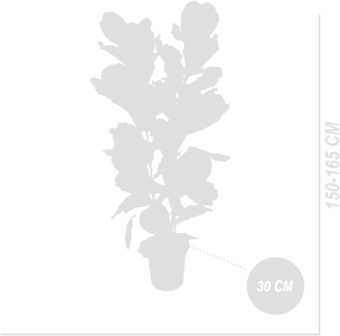 Bloomique - Ficus Lyrata - Geigenblatt - XXL Zimmerpflanzen - Luftreinigend - Pflegeleicht - 140-160 cm hoch - 30 cm Topf