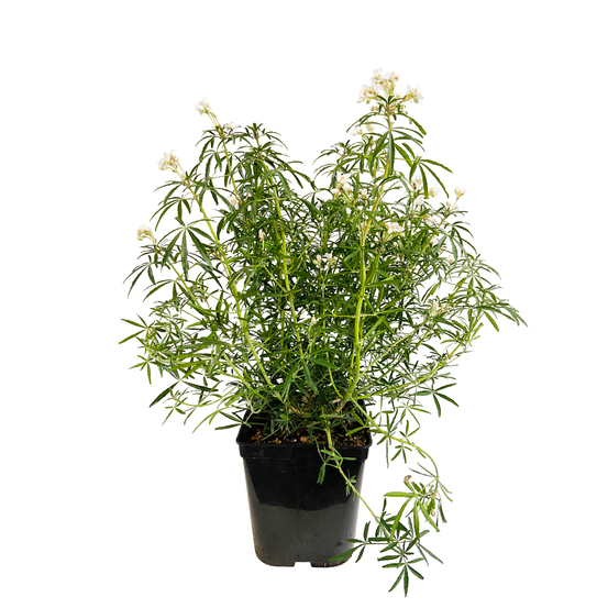Choisya ternata ' White Dazzler' pot 5L